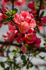 Flowering shrub of Japanese chaenomeles - 441057350