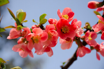 Flowering shrub of Japanese chaenomeles - 441057378