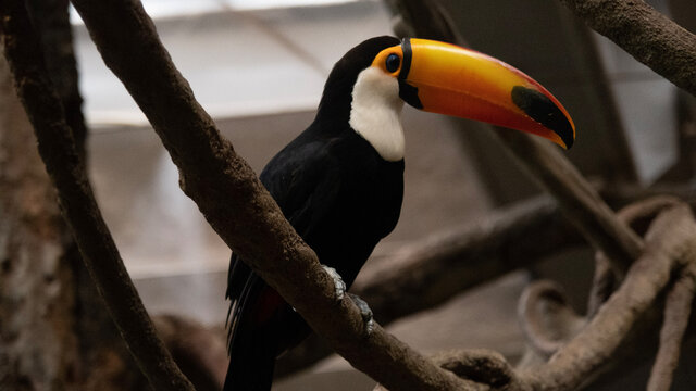 toucan on a branch