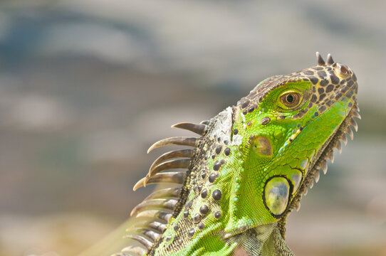 front view, close distance of green iguana standing on the shoreline of a tropical lake searching for next meal, on a sunny morning