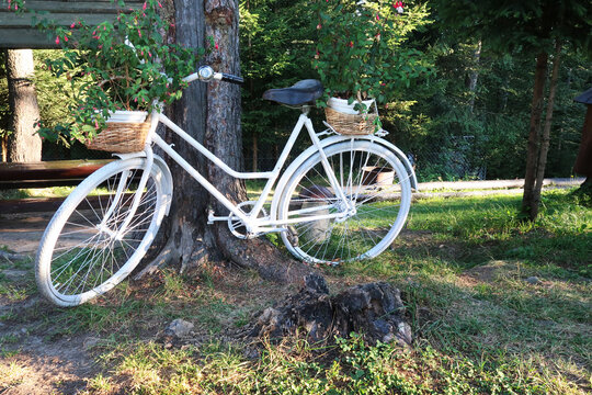 Old bicycle with flowerpots near tree in a park