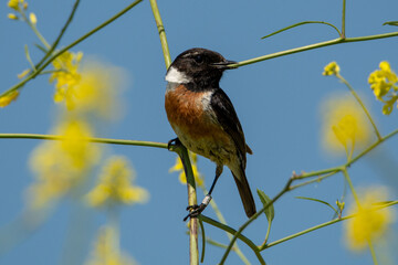 Tarabilla