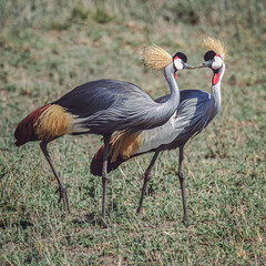 Fototapeta premium Cranes on the Serengeti