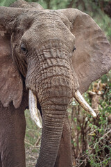 Fototapeta na wymiar A elephant on the Serengeti