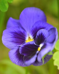 PENSEES SAUVAGES VIOLETTE © LAURENCE