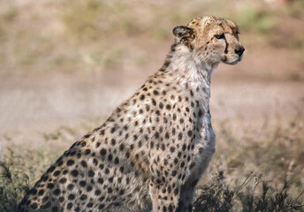 A cheetah on the Serengeti
