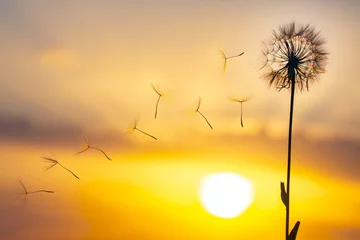 Fotobehang Dandelion seeds are flying against the background of the sunset sky. Floral botany of nature © photosaint