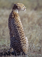 A cheetah on the Serengeti