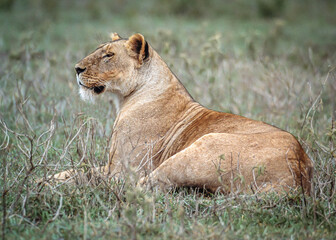 A lion on the Serengeti