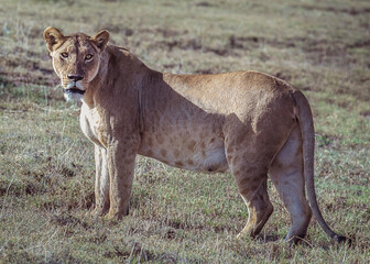 Fototapeta na wymiar A lion on the Serengeti