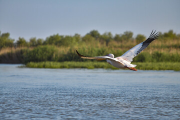 Pelican flying at Donau Delta on a sunny day
