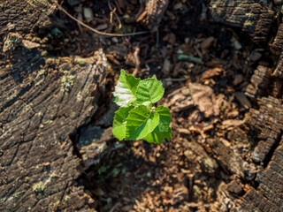 A small green sprout of a tree from an old felled stump, the revival of a forest park zone, caring for the environment, about forests