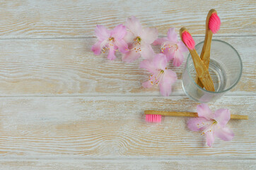 eco-friendly bamboo toothbrushes and azalea flowers, natural personal care products zero waste, health care background with copy space