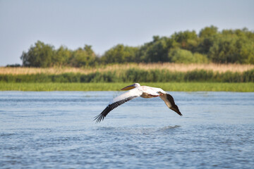 Pelican flying at Donau Delta on a sunny day