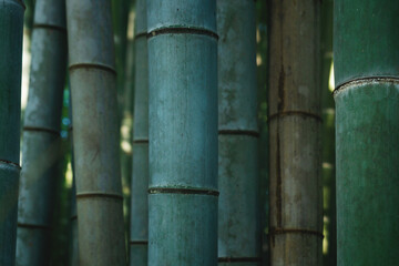 Fototapeta premium Close up of bamboo trunks in mystical forest at Arashiyama in Kyoto, Japan