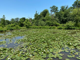 lilies in the park