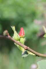 bud of a rose