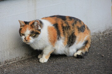 壁際でこちらを警戒する、野良の三毛猫