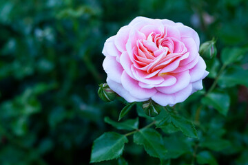 Pink rose in the garden