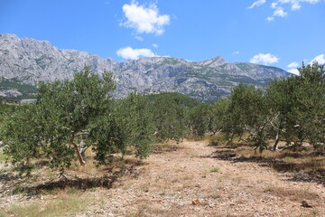 Young olive garden at the foot of the mountains on a sunny summer day, Croatia, Dalmatia