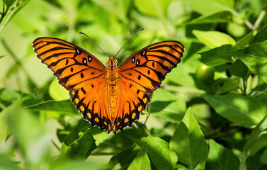 Gulf Fritillary Butterfly