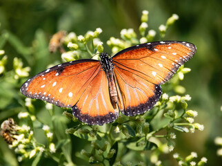 Queen Butterfly