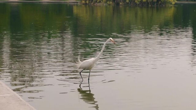 Garza posando en un lago de Chapultepec Ciudad de M&eacute;xico, en agua con poca profundidad