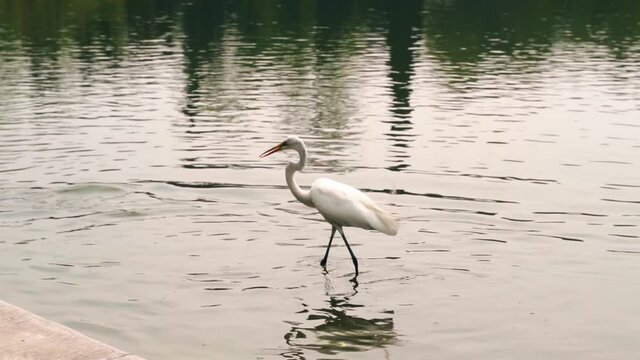 Garza posando en un lago mientras busca su alimento en chapultepec 