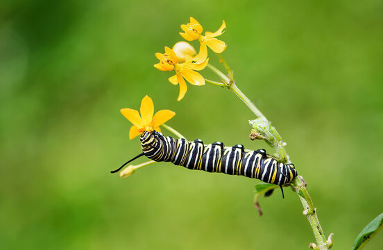 Monarch Larvae