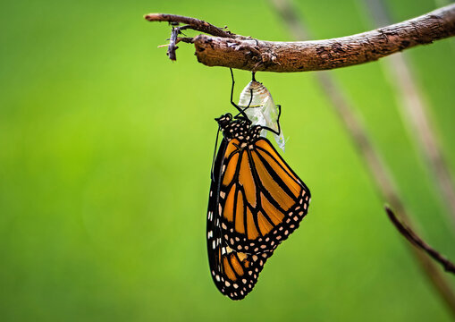 Monarch emerges from its chrysalis shell