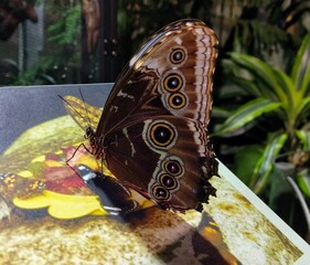 Fototapeta premium Butterfly in Cautiverius for her own Protection - Life Poetry