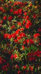 red and green leaves