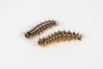 Caterpillar (Lymantria dispar L.) on a white background.