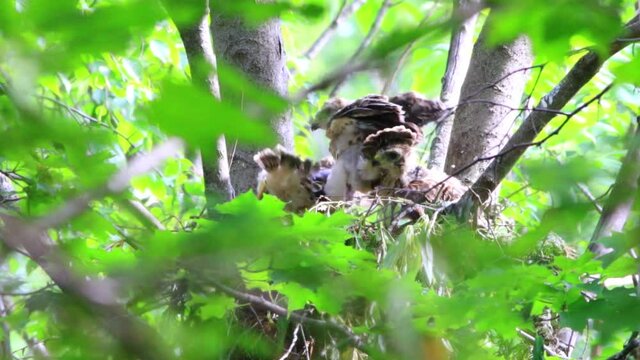 Buse &agrave; &Eacute;paulettes dans leur nid