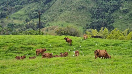Fototapeta na wymiar Rural landscape with red Brahman cattle in the field.