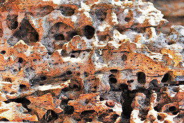 Crimean coquina rock close up texture background