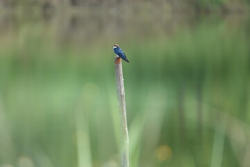Bird perched on bamboo pole