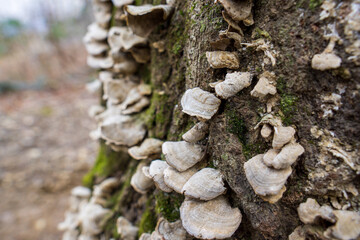 mushrooms on tree