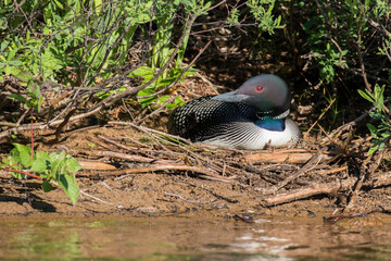 common loon or great northern diver (Gavia immer) at nest