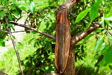 Fruit tree disease black cancer caused by the fungus sphaeropsis malorum peck damages the tree trunk of the apple tree and needs immediate treatment