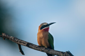 White-fronted Bee-eater on branch. 