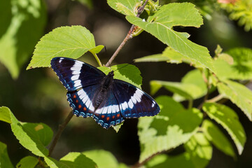 Limenitis arthemis, the red-spotted purple or white admiral