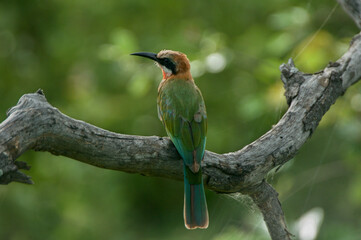 White-fronted Bee-eater on branch. 