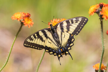 Papilio canadensis, the Canadian tiger swallowtail in Pilosella aurantiaca (fox-and-cubs, orange hawk bit, devil's paintbrush, grim-the-collier)