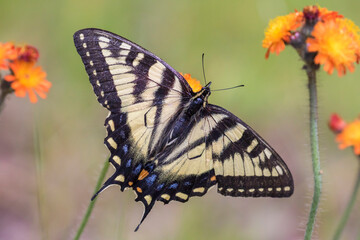 Papilio canadensis, the Canadian tiger swallowtail in Pilosella aurantiaca (fox-and-cubs, orange hawk bit, devil's paintbrush, grim-the-collier)