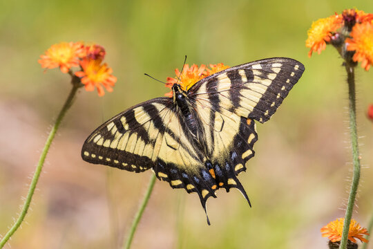 Papilio canadensis, the Canadian tiger swallowtail in Pilosella aurantiaca (fox-and-cubs, orange hawk bit, devil's paintbrush, grim-the-collier)