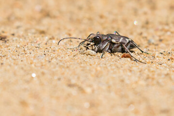 Cicindela repanda, commonly known as the bronzed tiger beetle