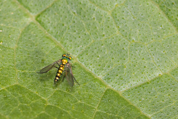 Naklejka premium long-legged flie, Condylostylus genus 