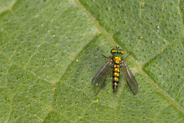 long-legged flie, Condylostylus genus 