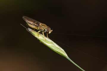 hoverfly